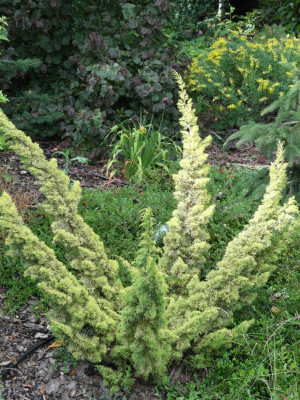 Jałowiec chiński Juniperus chinensis Plumosa Aurea fot. Grzegorz Falkowski ZSzP