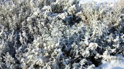 Zimowanie lawendy | Sprawdź, jak ją zabezpieczyć przed mrozem