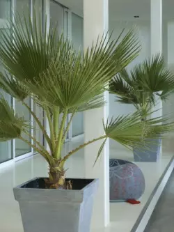 Waszyngtonia nitkowata (Washingtonia filifera) to jedna z najpiękniejszych palm. Swoją nazwę zawdzięcza dekoracyjnym 