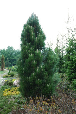 sosna czarna Pyramidalis fot. Monika Szczepaniak