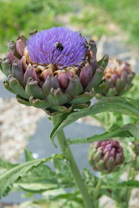 karczoch roślina jadalna Cynara scolymus fot. iVerde