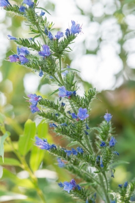 Farbownik lekarski roślina jadalna Anchusa officinalis fot. iVerde