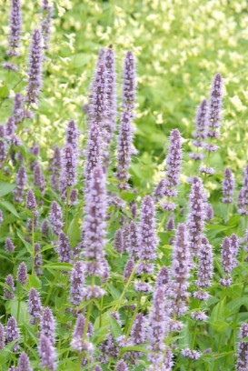 Kłosowiec Agastache roślina jadalna fot. iVerde