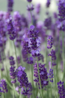 roślina jadalna lawenda Lavandula angustifolia fot. iVerde