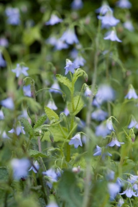 roślina jadalna ogórecznik Borago pygmaea fot. iVerde