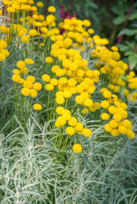 roślina jadalna kocanki włoskie Helichrysum italicum fot. iVerde