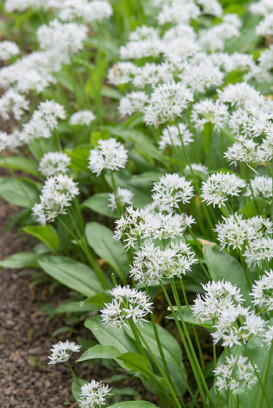 roślina jadalna czosnek niedźwiedzi Allium ursinum fot. iVerde