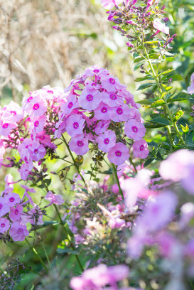 roślina jadalna floks Phlox paniculata fot. iVerde