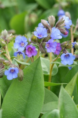 roślina jadalna miodunka Pulmonaria angustifolia fot. iVerde