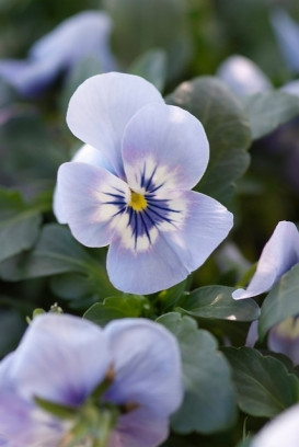 roślina jadalna fiołek rogaty Viola cornuta fot. iVerde