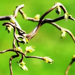 Poskręcane pędy wierzby mandżurskiej również są elementem wielu suchych bukietów. Włożone do wazonu z wodą po kilku dniach wypuszczają 