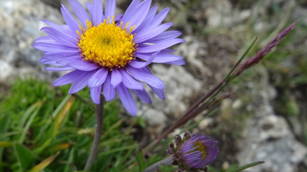 Aster alpejski. Aster alpinus