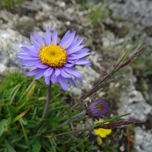 Aster alpejski