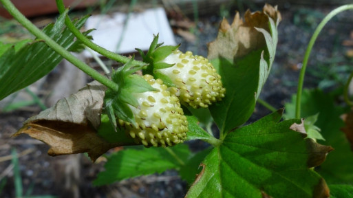 Żółta poziomka 'Yellow Wonder'