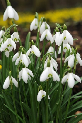 śnieżyczka przebiśnieg Galanthus nivalis fot. iBulb