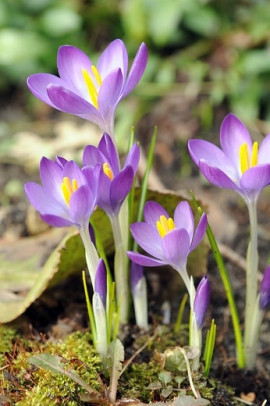 krokus Crocus fot. iBulb