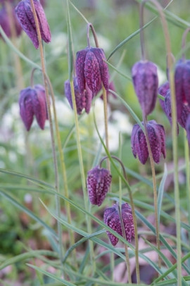 szachownica kostkowata Fritillaria meleagris fot. iBulb