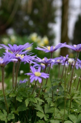 Zawilec grecki Anemone blanda fot. iBulb