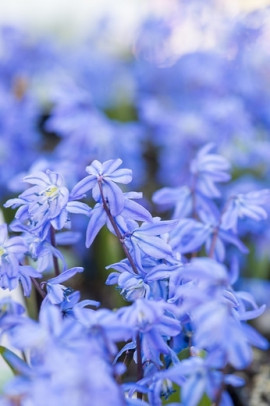 Cebulica syberyjska Scilla siberica fot. iBulb