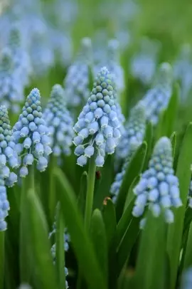 Szafirek groniasty (Muscari armeniacum) fot. iBulb