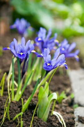 kosaciec żyłkowaty irys Iris reticulata fot. iBulb