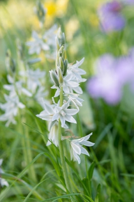 Śniedek Ornithogalum fot. iBulb