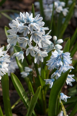 Śniedek Chionodoxa fot. iBulb