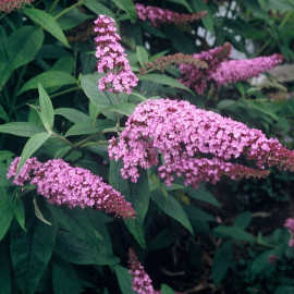 buddleja fot. iVerde