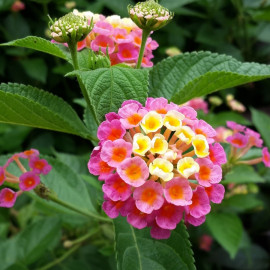 lantana fot. Grace Shih - Pixabay.com