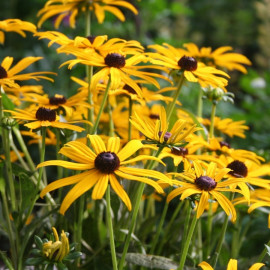 rudbekia fot. spicetree687 - Pixabay.com