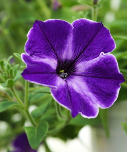 piątka szklarniowa - petunia ogrodowa fot. Andreas Lischka - Pixabay.com