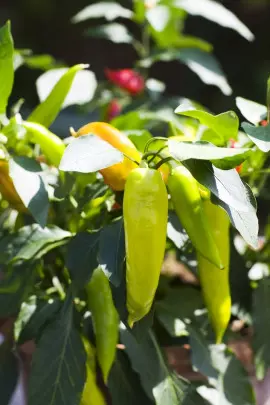 papryczka chili uprawa w doniczce fot. Flora Dania