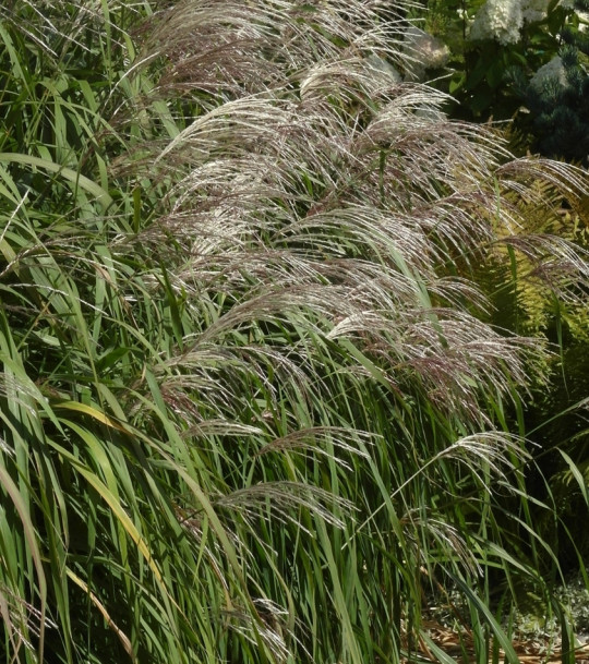 Miscanthus sacchariflorus fot. Grzegorz Falskowski ZSzP