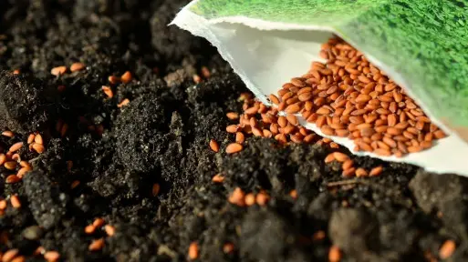 Ziemia do wysiewów i rozsady | Jaką wybrać i gdzie kupić?