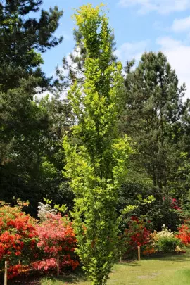 Fagus Dawyck Gold fot. Grzegorz Falkowski ZSzP