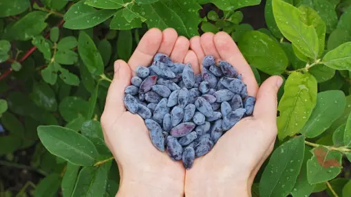 Uprawa jagody kamczackiej w ogrodzie | Co zrobić, by miała dużo owoców?