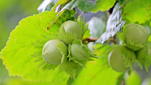 Choroby i szkodniki leszczyny | Jak je rozpoznać i zwalczać?