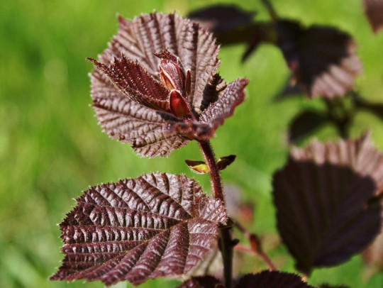 leszczyna ciemnopurpurowe liście fot. Dagmara Owsiejczyk - Pixabay.com