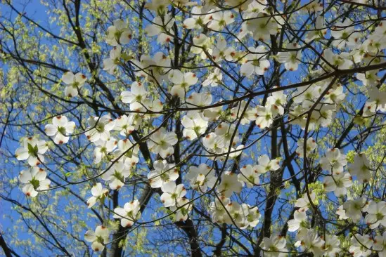 dereń kwiecisty Cornus florida fot.Marta Jozsa - Pixabay.com