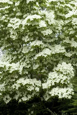 dereń kousa Cornus kousa fot. iVerde