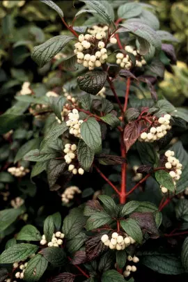 owoce derenia białego Cornus alba Siberian Pearls fot. iVerde