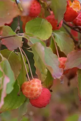 owoce derenia kuosa Cornus kousa var. chinensis fot. iVerde