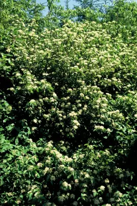 dereń świdwa Cornus sanguinea fot. iVerde