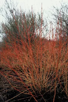 dereń świdwa Cornus sanguinea Winter Beauty fot. iVerde