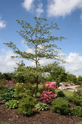 dereń pagodowy Cornus controversa fot. iVerde