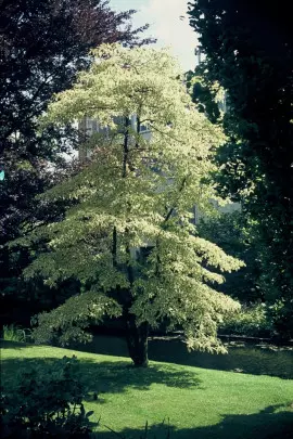 dereń pagodowy Cornus controversa Variegata fot. iVerde