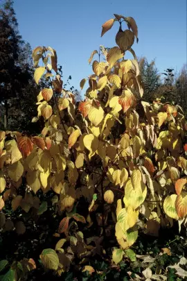 dereń biały Cornus alba jesienią fot. iVerde