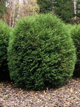 Żywotnik zachodni (Thuja occidentalis), fot. Plant Publicity Holland