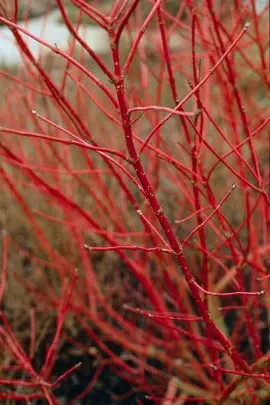 pędy derenia białego Cornus alba Sibirica fot. iVerde