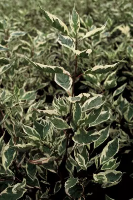 dereń biały Cornus alba Elegantissima fot. iVerde